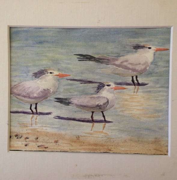 Oyster Catchers