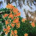 Flowered Fence